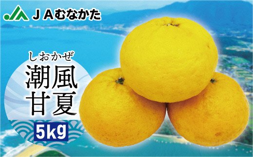 HA0489_玄界灘の潮風を浴びて・・・【潮風甘夏5kg】【ほたるの里】