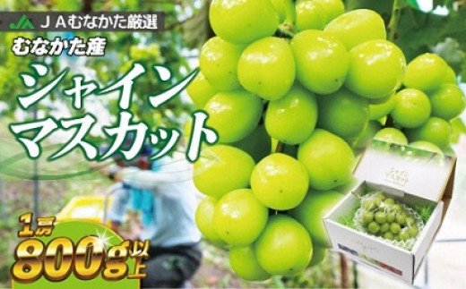 HA0913_JAむなかた厳選【むなかた産シャインマスカット】1房(800ｇ以上)【JAほたるの里】