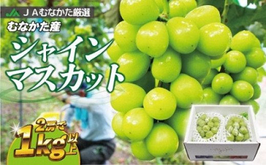HA0914_JAむなかた厳選【むなかた産シャインマスカット】2房(1kg以上)【JAほたるの里】