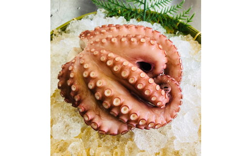 HA0997_宗像産地ダコ丸ごとボイル【約1kg】【マルケイ水産】