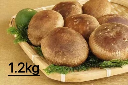 HA1003_【一週間以内に発送】生しいたけ　肉厚シイタケ　無農薬　菌床栽培　1.2kg【ハタモト農産】