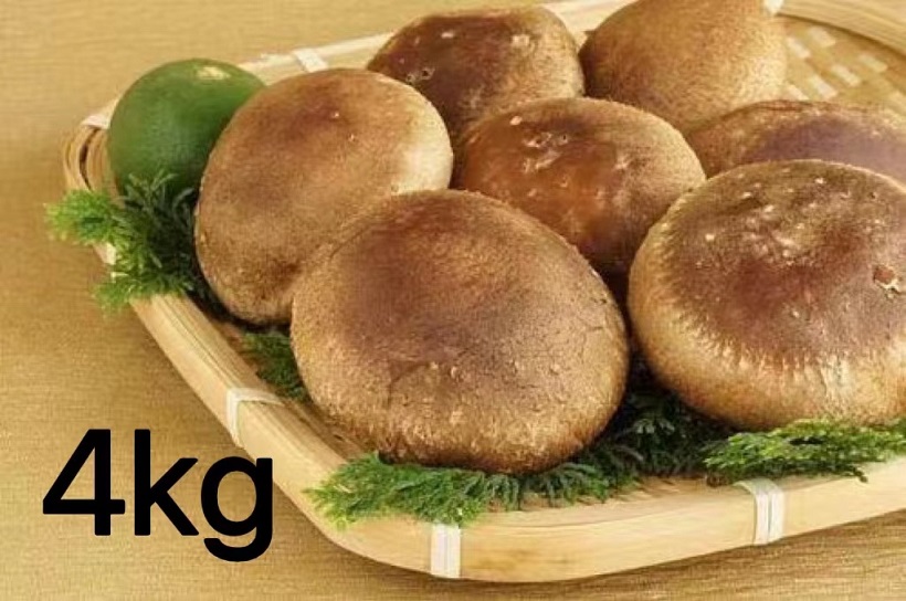 HA1004_【一週間以内に発送】生しいたけ　肉厚シイタケ　無農薬　菌床栽培　4kg【ハタモト農産】