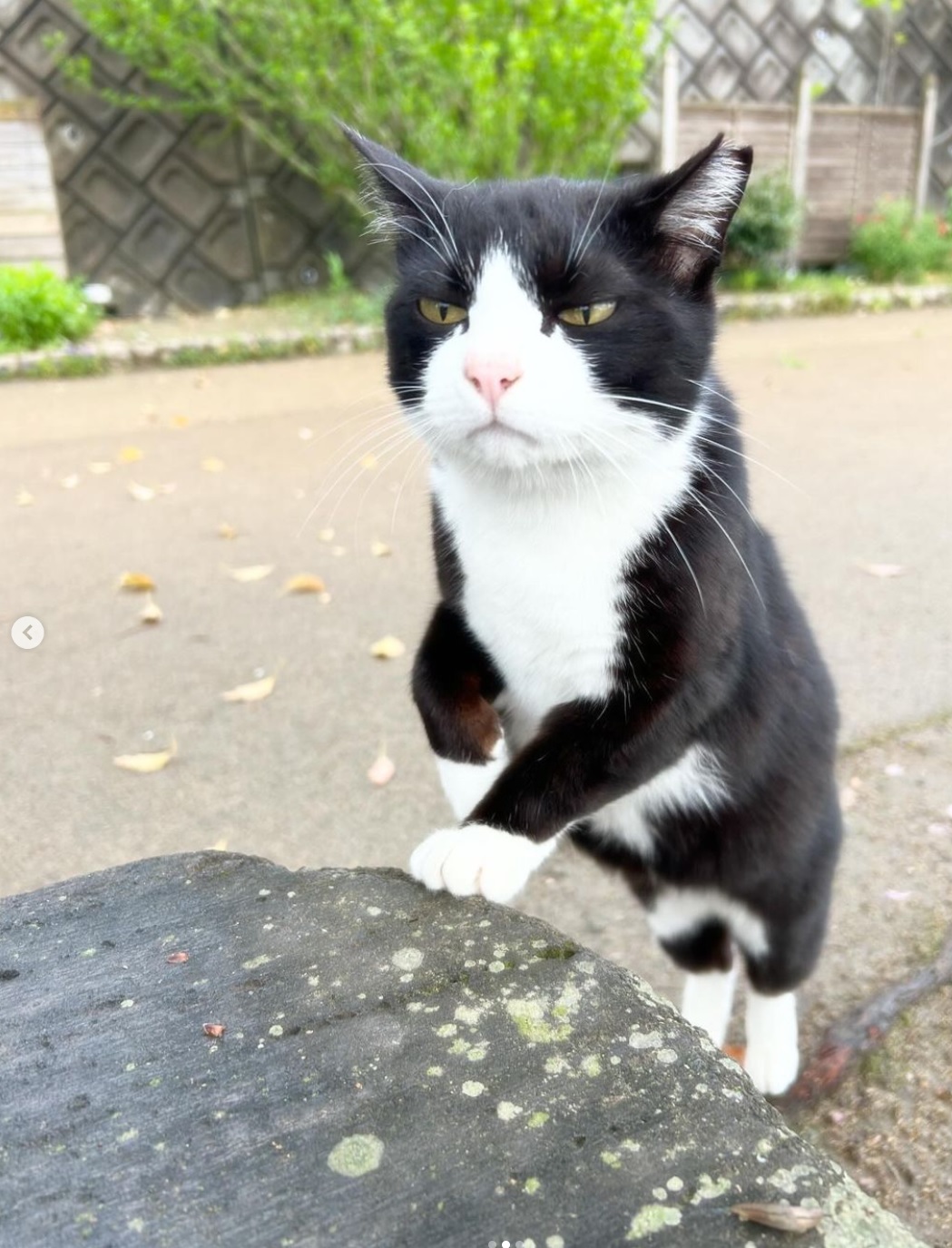 HA1118_【返礼品なし】「てくてくさくらねこ」　地域猫活動支援【てくてくさくらねこの会】