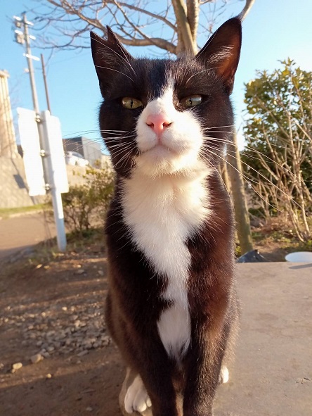 HA1464_【返礼品なし】「てくてくさくらねこ」　地域猫活動支援【てくてくさくらねこの会】