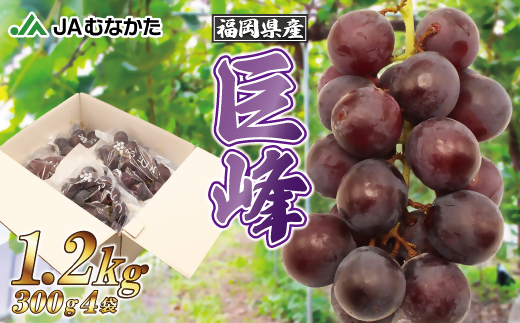 HA1476_【JAむなかたより】巨峰1.2kg【JAほたるの里】