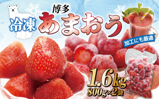 HA1513_急速冷凍！人気のあまおう 冷凍いちご　福岡県特産品　大容量 1.6kg【JAほたるの里】