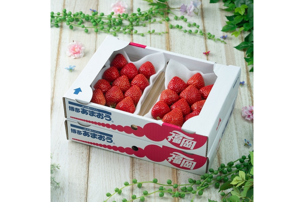 HA1908_【2026年2月より順次発送】福岡産【春】あまおうDX(デラックス)4パック【南国フルーツ株式会社】