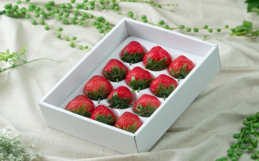 HA1904_【2025年12月より順次発送】福岡産あまおうギフト箱 約300g（12～15粒）【南国フルーツ株式会社】