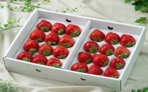 HA1905_【2025年12月より順次発送】福岡産あまおうギフト箱 約600g（24～30粒）【南国フルーツ株式会社】