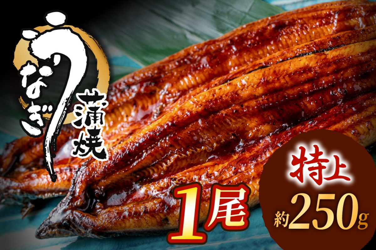 HA1963_うなぎ蒲焼き1尾セット(約250g×1尾セット)【魚住商店】