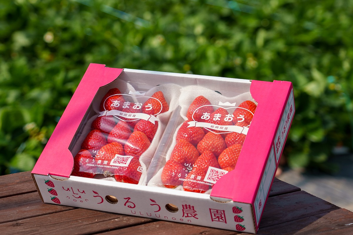 HA1966_特別栽培あまおうDX4パック【うるう農園】