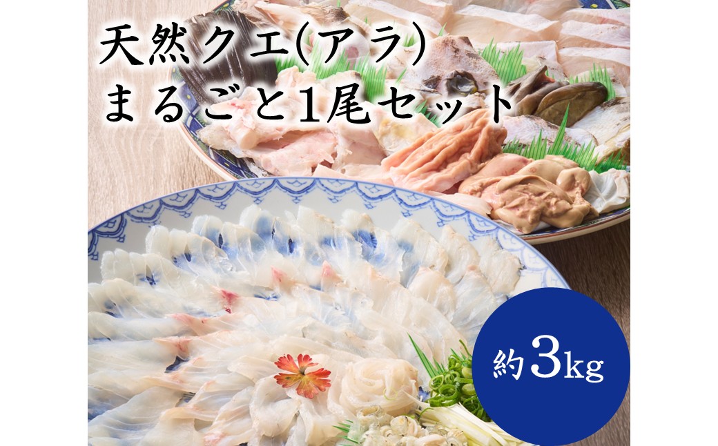 HA2007_天然クエ（アラ）まるごと1尾セット（約3kg）【マルケイ水産】