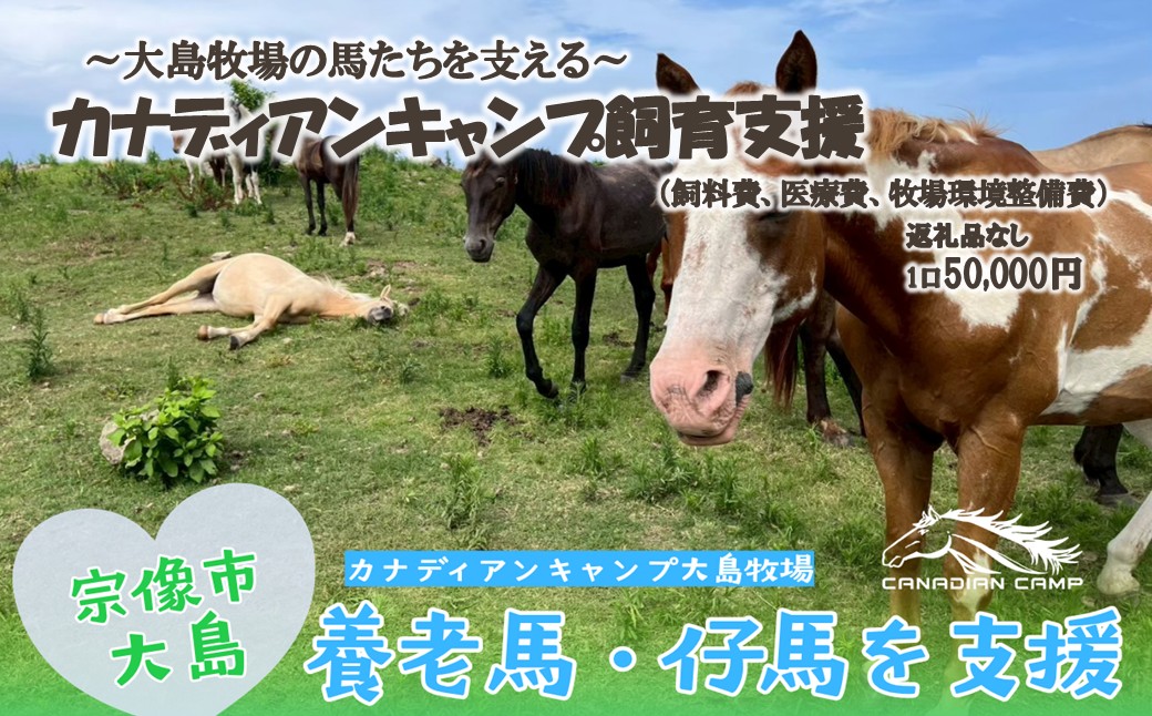 HA2058_【返礼品なし】引退馬・仔馬の飼育支援 50,000円【カナディアンキャンプ乗馬クラブ】