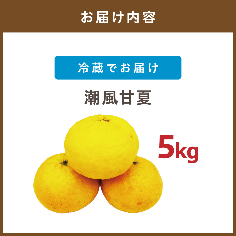 HA0489_玄界灘の潮風を浴びて・・・【潮風甘夏5kg】【ほたるの里】