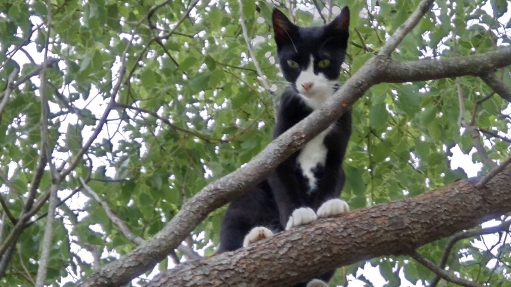 HA1118_【返礼品なし】「「むな猫（旧：てくてくさくらねこ）」　地域猫活動支援【むな猫】