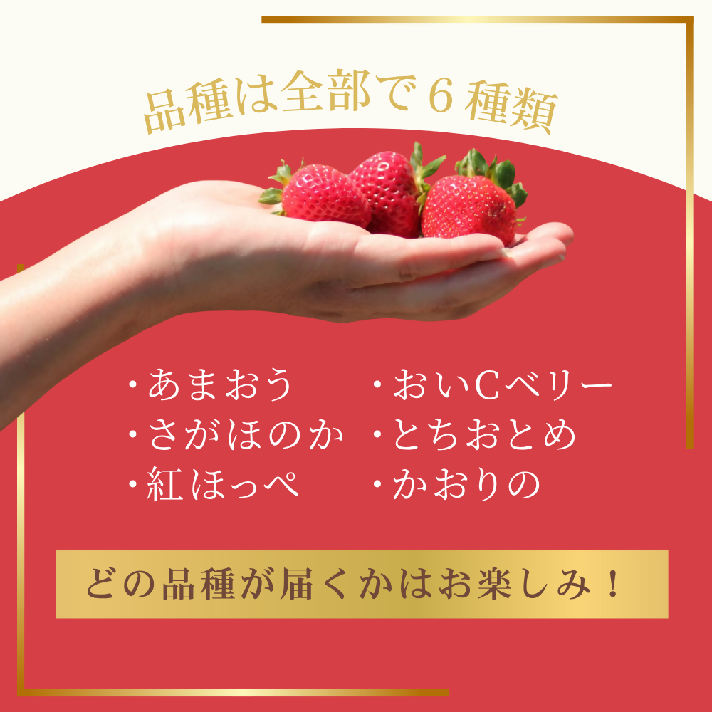 HA1785_何が届くかお楽しみ!人気のいちご2品種食べ比べセット【宗像いちごファーム】