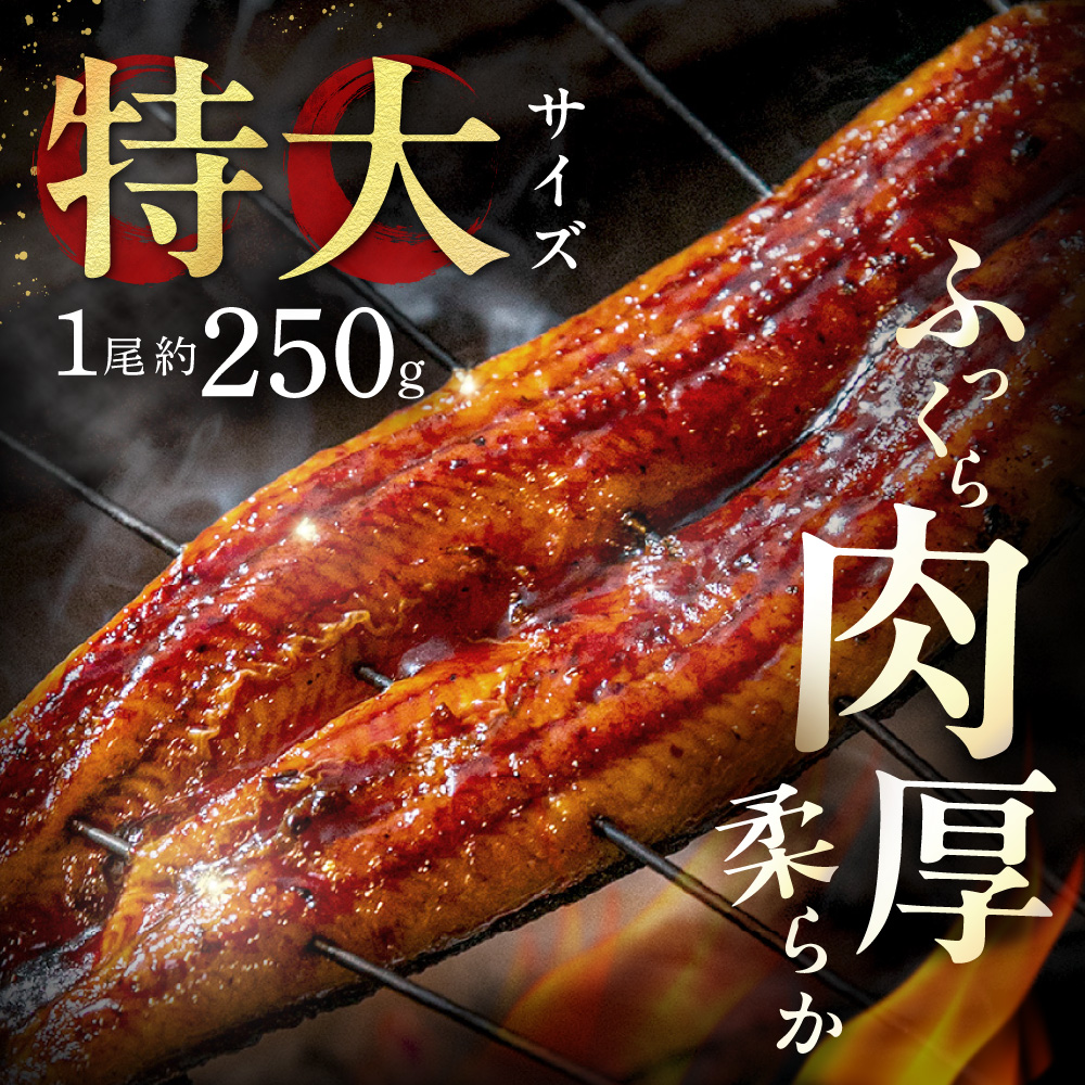 HA1964_うなぎ蒲焼き2尾セット(約250g×2尾セット)【魚住商店】