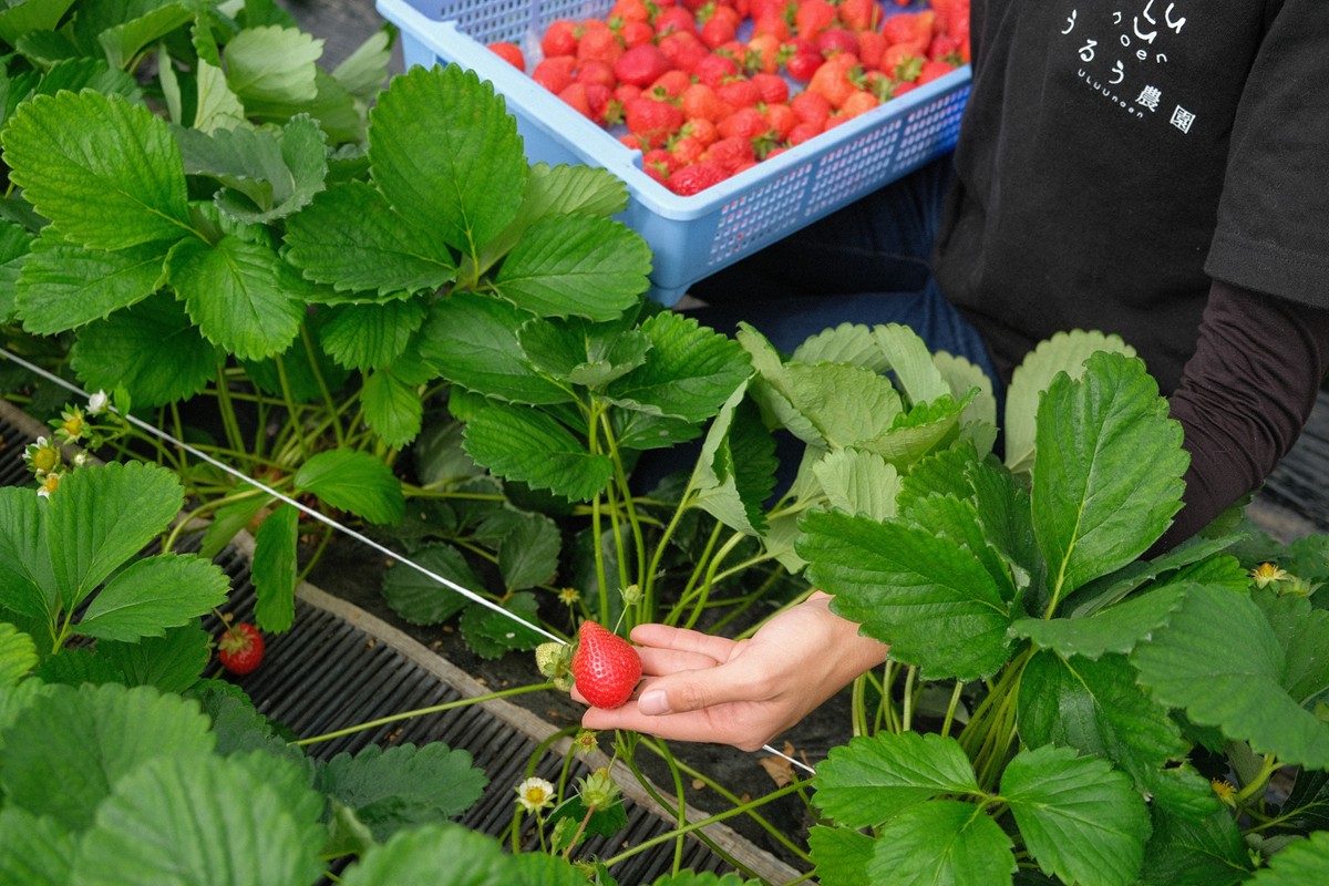 HA1966_特別栽培あまおうDX4パック【うるう農園】