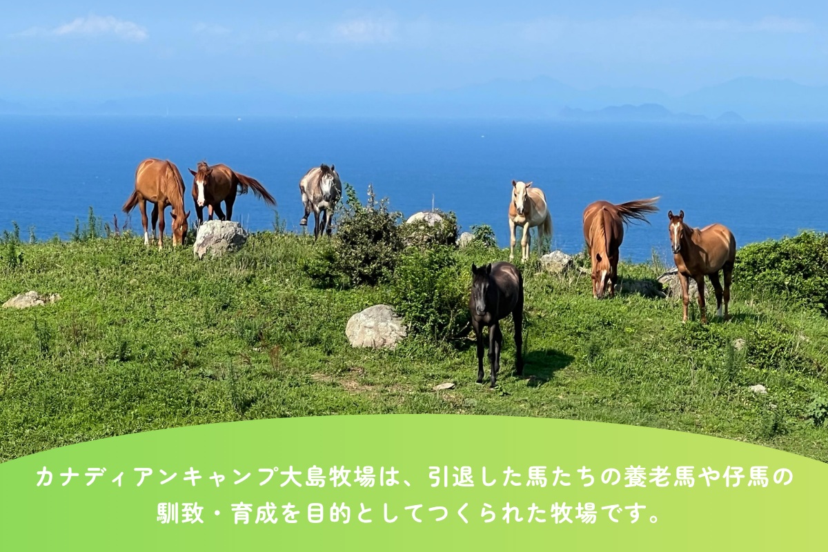 HA2058_【返礼品なし】引退馬・仔馬の飼育支援 50,000円【カナディアンキャンプ乗馬クラブ】