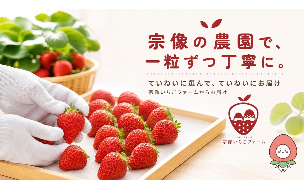 HA2067_【先行予約】【2027年1月より順次発送】人気のいちご 2品種食べ比べセット【宗像いちごファーム】