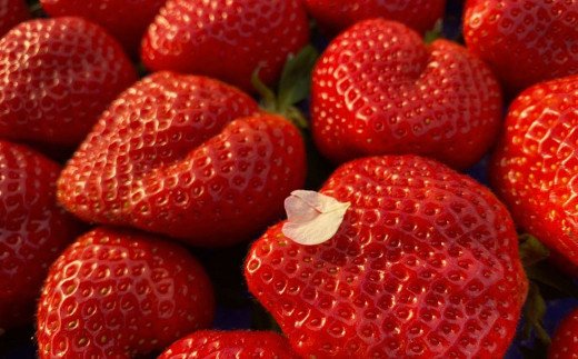 HA1315_オーガニック冷凍あまおう 1kg (500g×2パック)【伊世いちご畑】