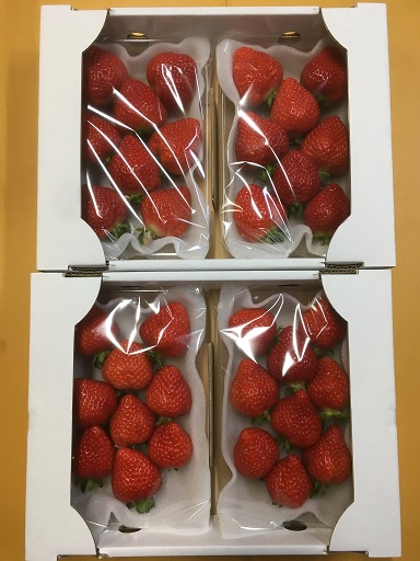 HA1335_福岡県産 あまおう 4パックセット【ナチュレッシュ・ファーム】