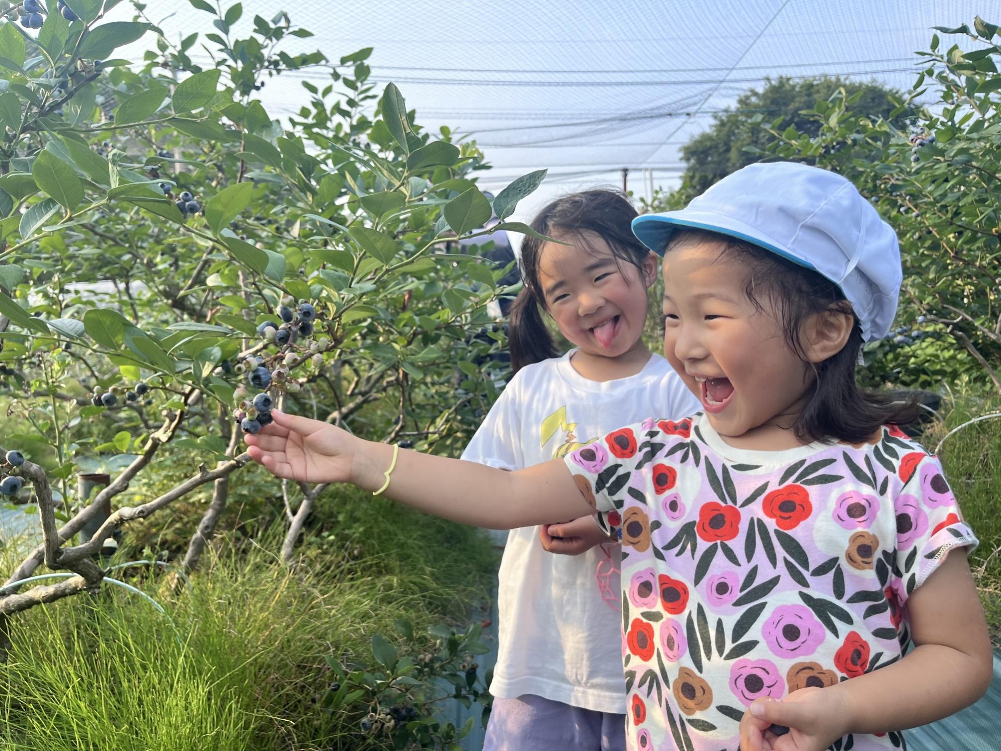 【数量限定】【2026年4月末より順次発送】お驚きの大きさ!大粒ブルーベリー(1kg) 農薬不使用 有機栽培【えのさんのブルーベリー園】_HA1355