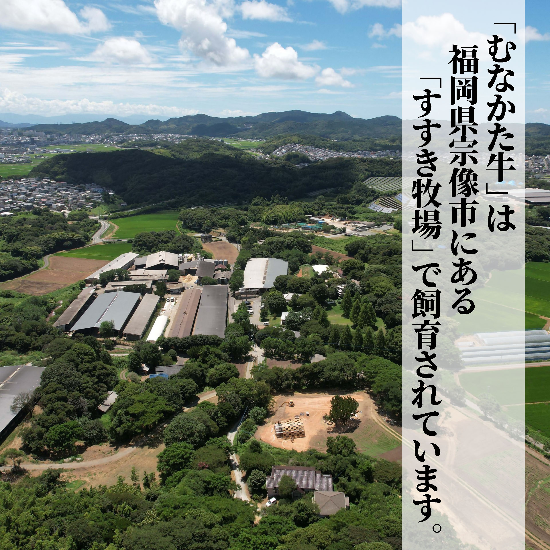 HA1501_牧場直送! お米で育てた むなかた牛 ロース 800g すき焼き しゃぶしゃぶ【すすき牧場】