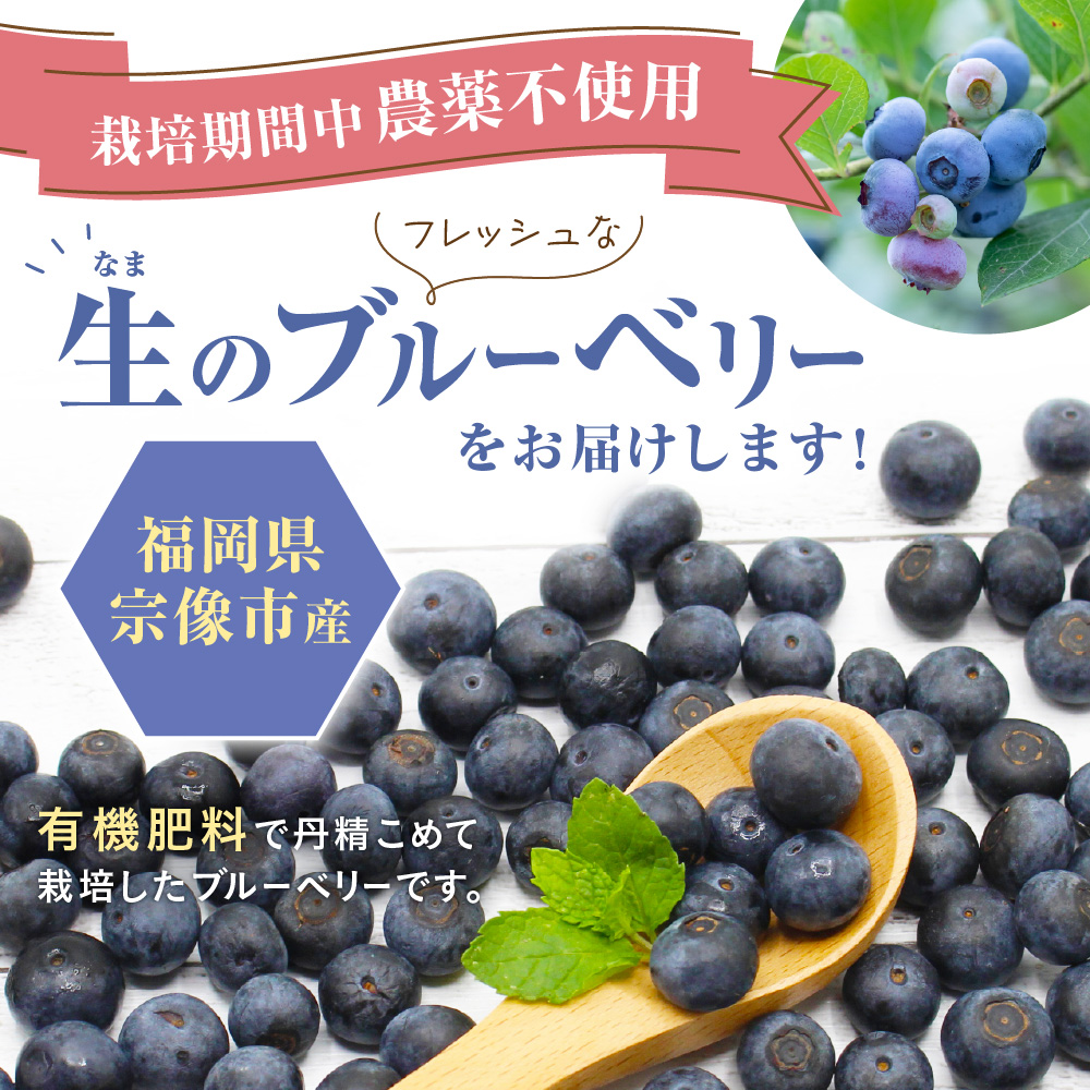 HA0273_有機肥料で丹精込めて栽培した「ブルーベリー」1kg 栽培期間中農薬不使用 国産【JAほたるの里】