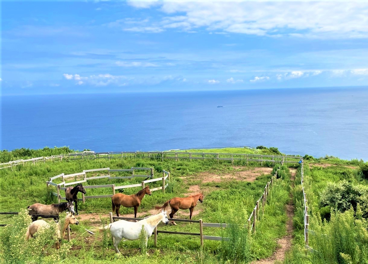 HA1711_乗馬体験チケット 離島 大島コース 【カナディアンキャンプ乗馬クラブ】