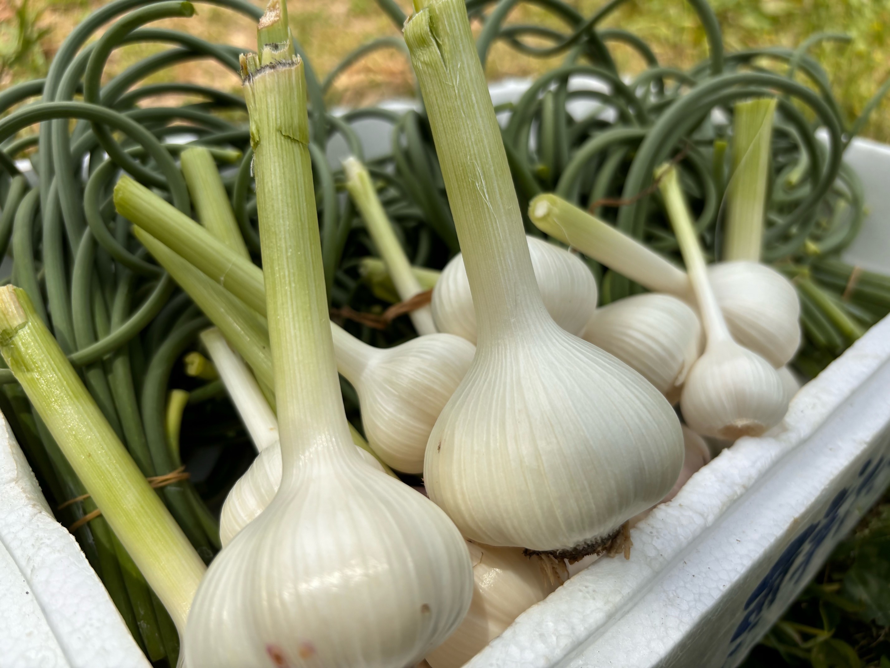 HA1597_にんにく塩麴 130g×2本 にんにくの芽みそ120g×1本(自然栽培のにんにくシリーズ)【むなかたひかり】