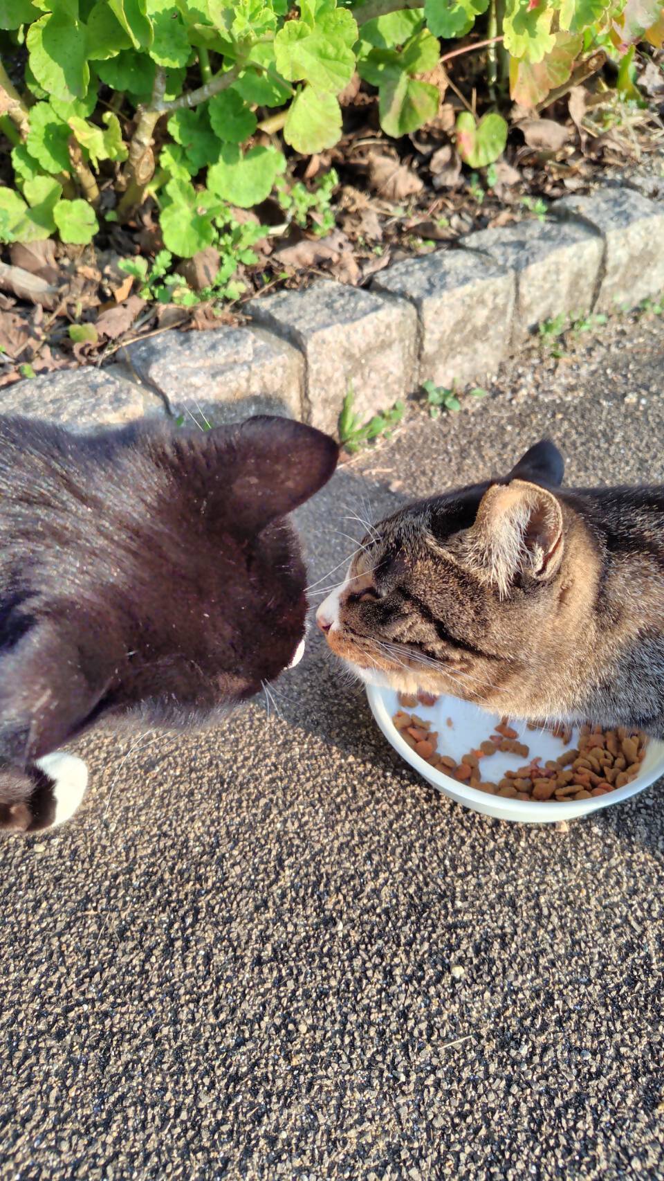 HA1118_【返礼品なし】「「むな猫（旧：てくてくさくらねこ）」　地域猫活動支援【むな猫】