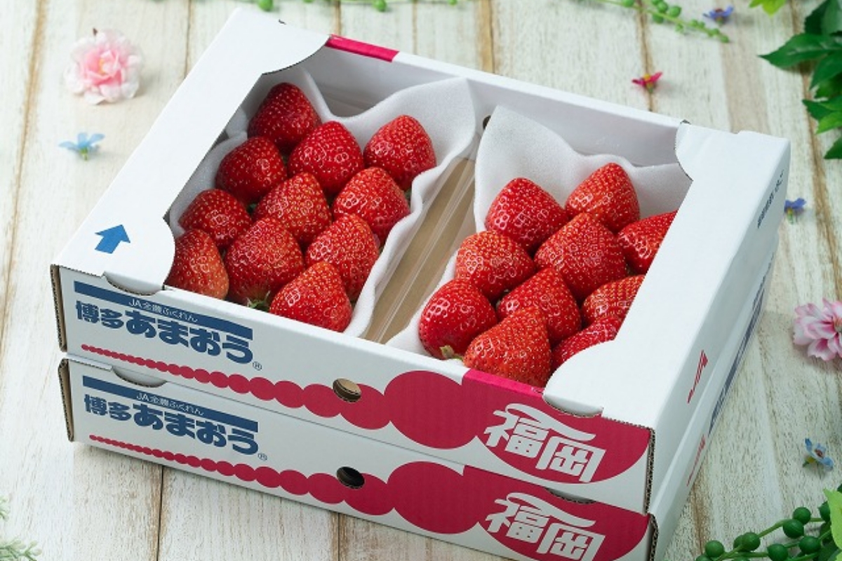 HA1906_【2026年2月より順次発送】福岡産【春】あまおう4パック【南国フルーツ株式会社】