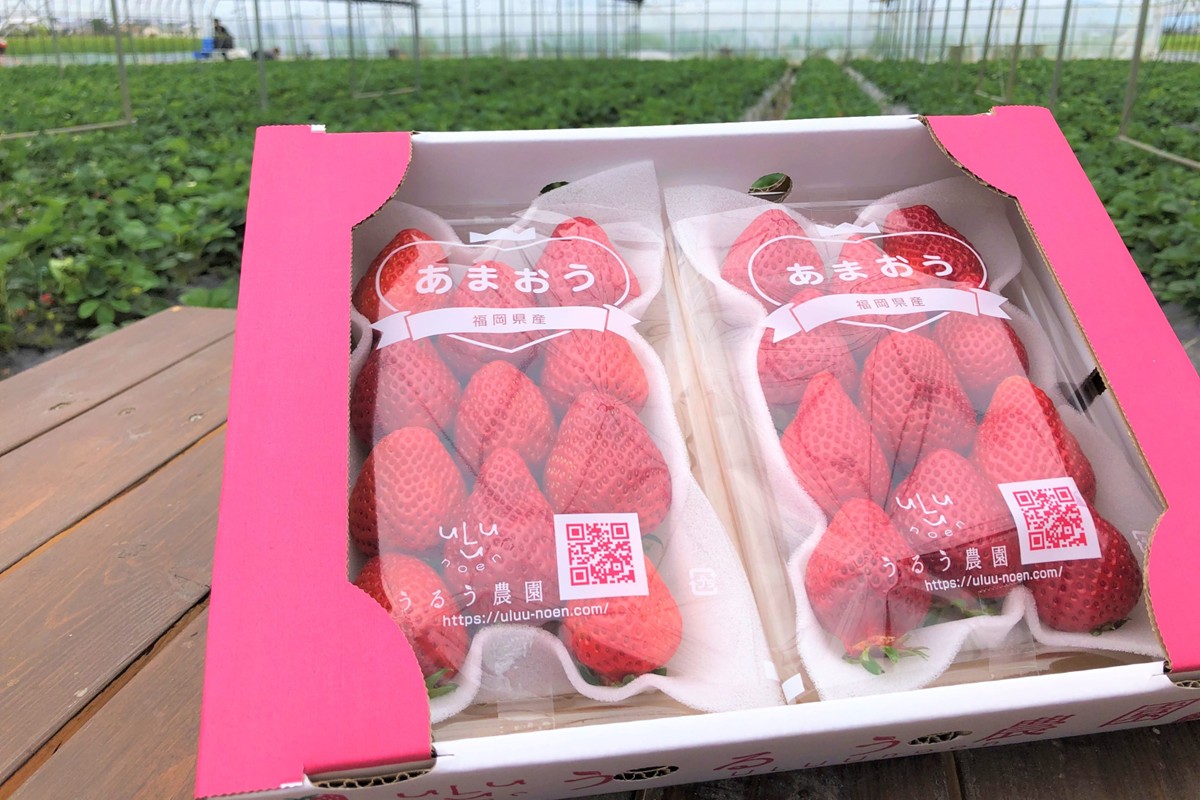 HA1966_特別栽培あまおうDX4パック【うるう農園】