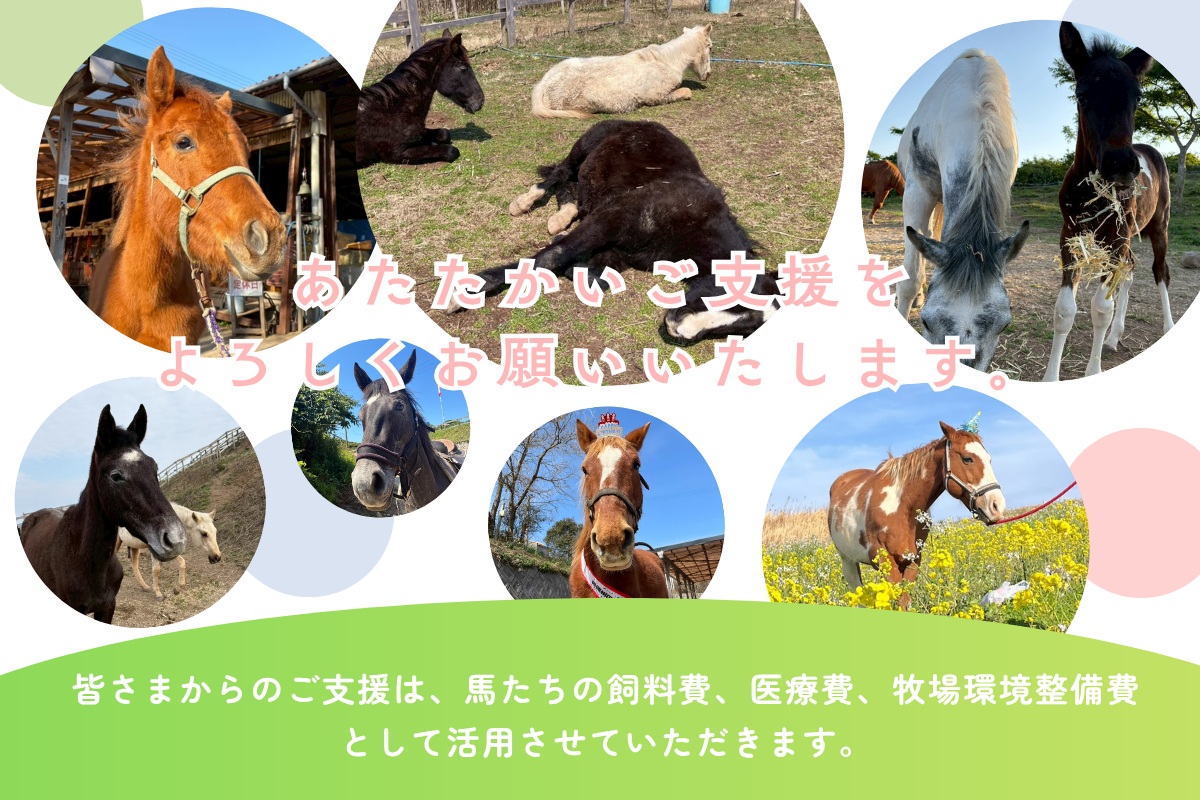 HA2058_【返礼品なし】引退馬・仔馬の飼育支援 50,000円【カナディアンキャンプ乗馬クラブ】