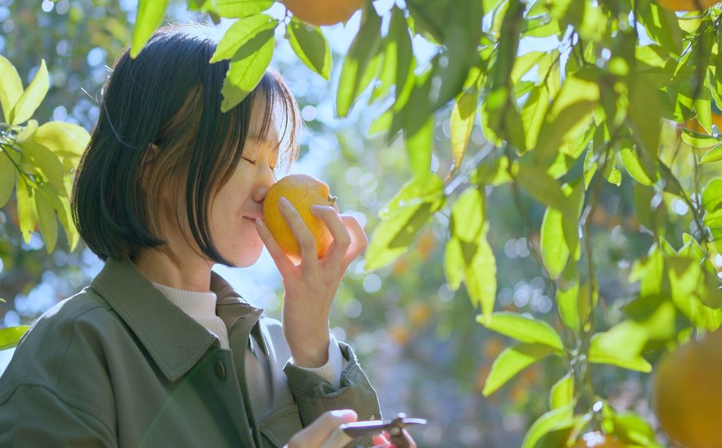 HA2085_むなかた大島五色の旅「黄」甘夏収穫と甘夏ソース作り(1名様)~テーマは【実り】~【DMOむなかた】